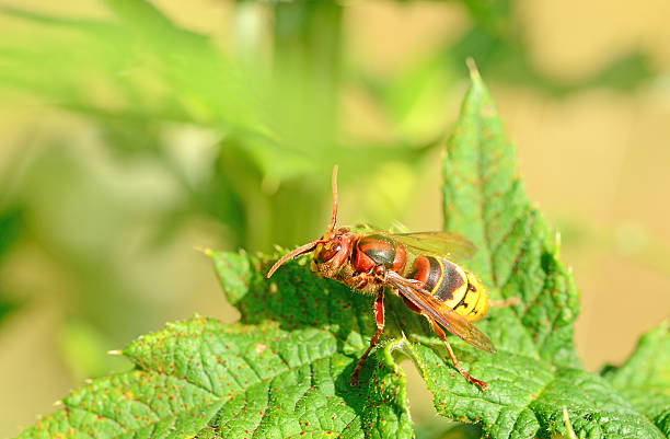 istock European hornet on green leaf 187033091
