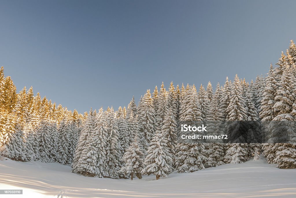 Paesaggio invernale con la neve e gli alberi - Foto stock royalty-free di Albero