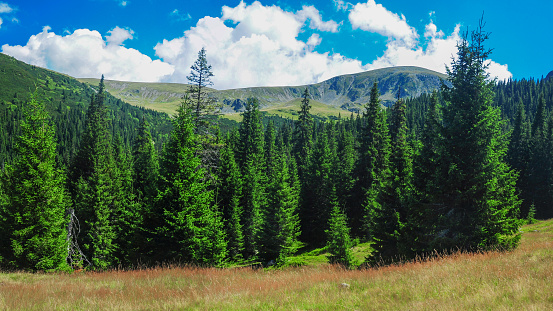 Alpine meadows of Parang mountains. Wild evergreen forests grow on the mountain sides. Several mountain peaks raise above the horizon. Carpathia, Romania