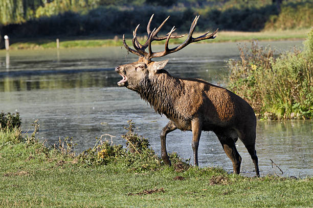 istock Muddy stag roaring stepping out of river water 187033627
