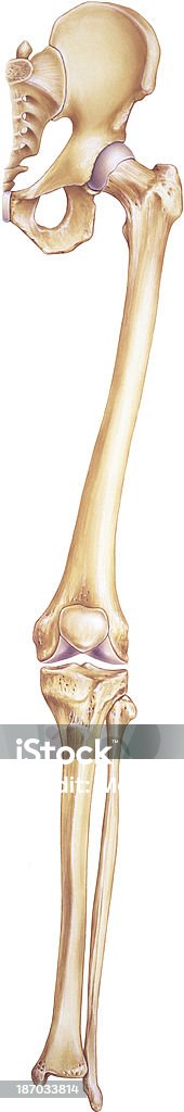 Leg & Hip - Showing Bones and Joints Human leg and hip, anterior view, showing bones and joints Femur stock illustration