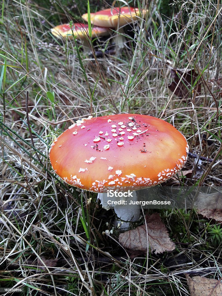 Die giftigen Pilzen - Lizenzfrei Fotografie Stock-Foto