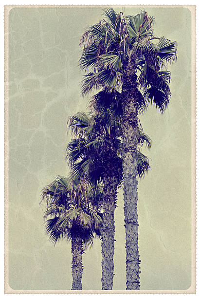 istock Three Florida Palm Trees - Vintage Postcard 187033898