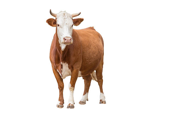 istock Cows or calf isolated staring at the camera 187033919