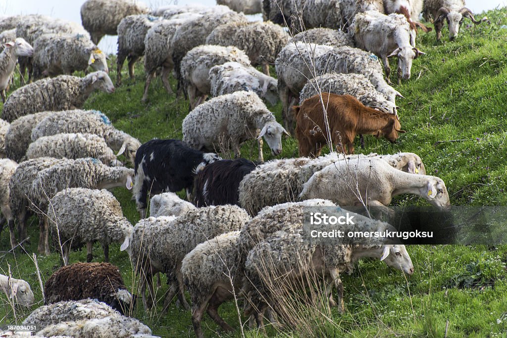 Flock of Sheep - Lizenzfrei Agrarbetrieb Stock-Foto