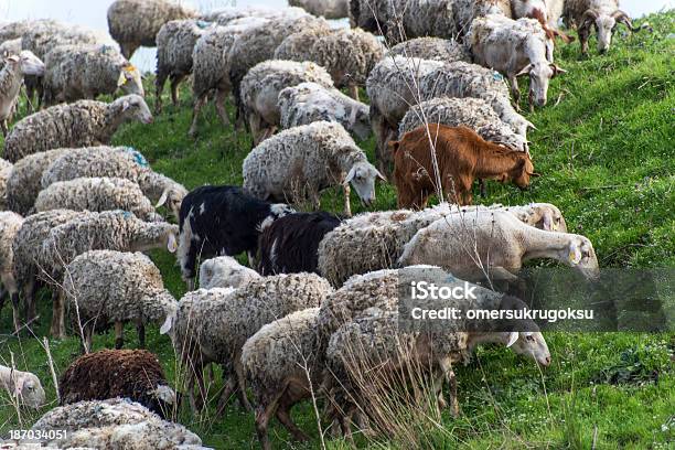 Flock Of Sheep Stockfoto und mehr Bilder von Agrarbetrieb - Agrarbetrieb, Anhöhe, Berg