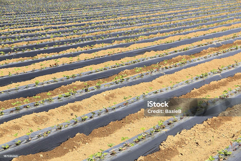 Erdbeeren field - Lizenzfrei Eingewickelt Stock-Foto