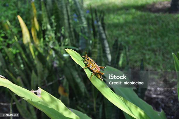Foto de Eastern Romalea Microptera e mais fotos de stock de Amarelo - Amarelo, Animal, Beleza natural - Natureza