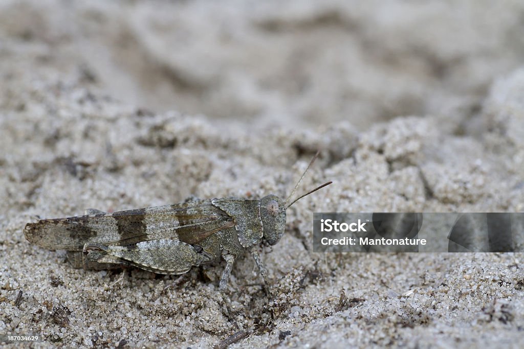 Sauterelle à ailes bleues (Oedipoda caerulescens) - Photo de Aile d'animal libre de droits