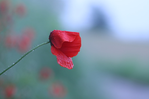 A Red poppy flower under the Rain in spring