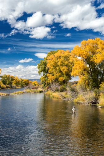 A lone woman fly-fishing in the Colorado River in the fall.  Image captured near Parshall, Colorado in the Rocky Mountains.