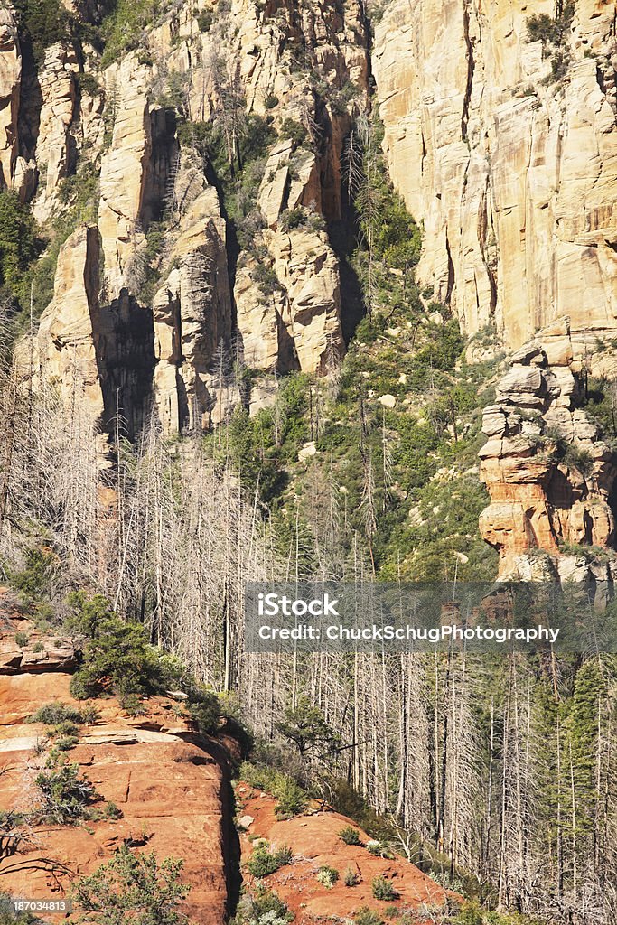 Eroso canyon cliff e alberi di Sedona, Arizona - Foto stock royalty-free di Albero