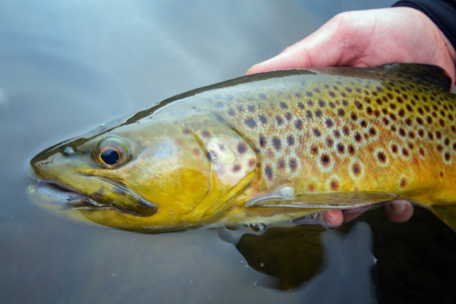 A brown trout (salmo trutta) being held by one hand just above the surface of the water about to be released.