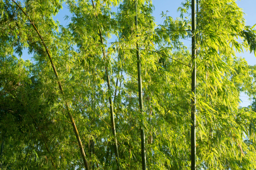 Big bamboo canes