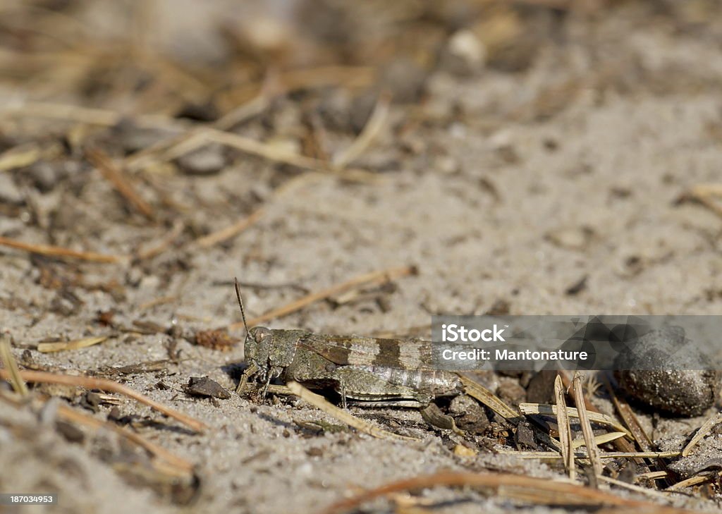 Blue-winged grasshopper (Oedipoda caerulescens) - Zbiór zdjęć royalty-free (Bez ludzi)