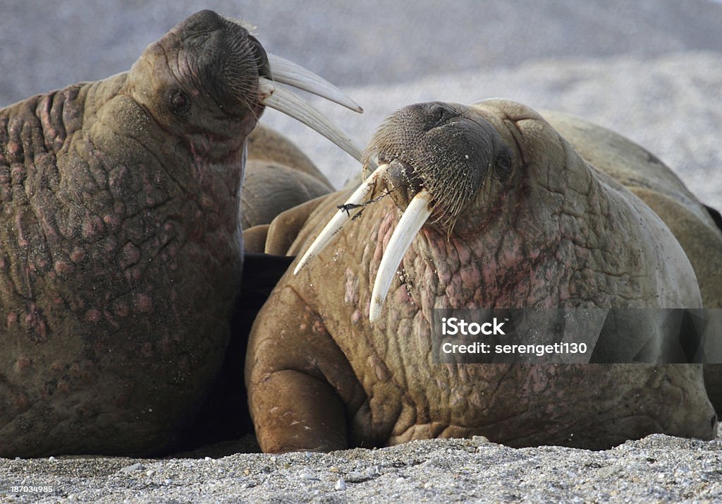 Dos Arctic morsa lucha de Svalbard Noruega - Foto de stock de Morsa libre de derechos