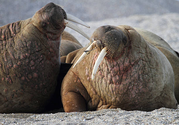 istock Two Arctic Walrus Fighting in Svalbard Norway 187034985
