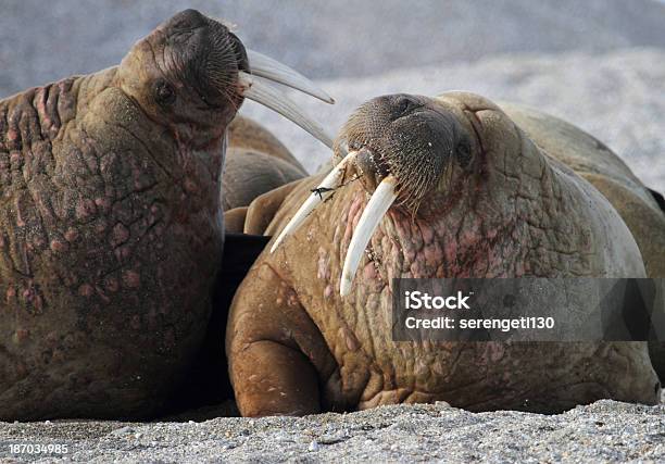 Dwa Arctic Walrus Walkach W Svalbard Norwegia - zdjęcia stockowe i więcej obrazów Mors - Mors, Walczyć, Ciosy