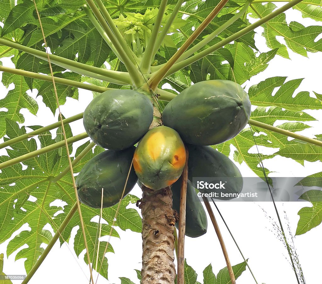 papaya-Baum - Lizenzfrei Agrarbetrieb Stock-Foto