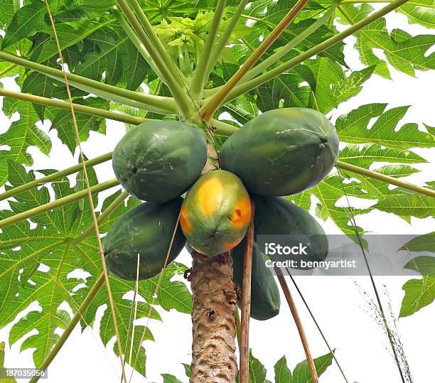 Papayabaum Stockfoto und mehr Bilder von Agrarbetrieb - Agrarbetrieb, Asien, Baum