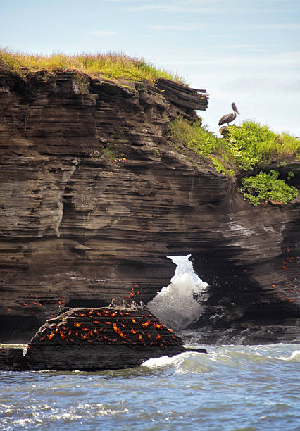 galápagos pelícano pardo y de las rocas de crabs-bartolomé, galapagos - isla bartolomé fotografías e imágenes de stock