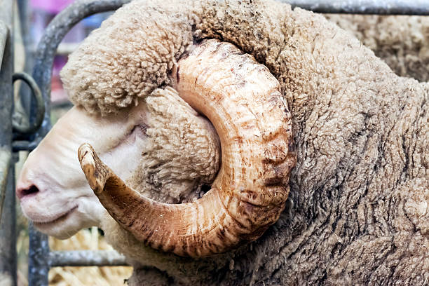 A Group of merino rams.