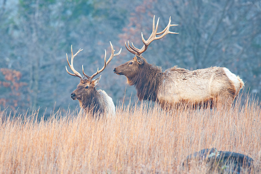 Elk photographed in early Spring in the Wichita Mountains of Oklahoma.