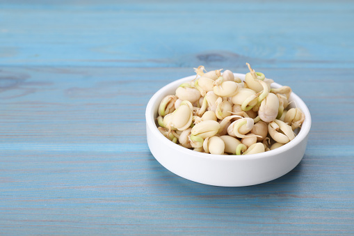 Sprouted kidney beans in bowl on light blue wooden table, closeup. Space for text