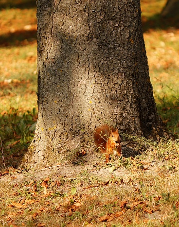 A squirrel at the foot of a tree against the background of a tree trunk.