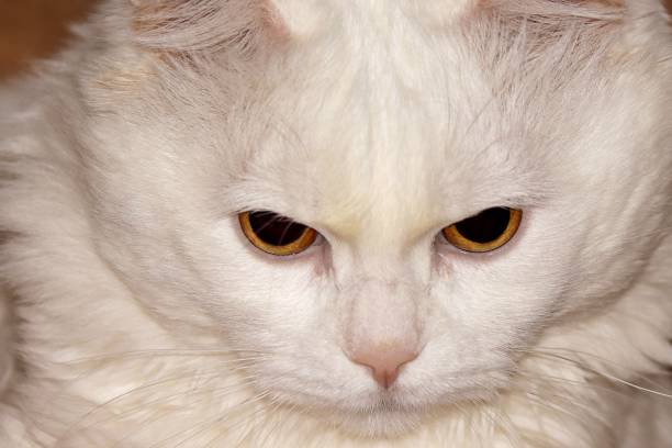 Closeup of a white ragdoll cat face and it's eye. Fauna background. Modern people are accustomed to keeping pets, which means having children, and the declining birthrate is becoming increasingly serious.