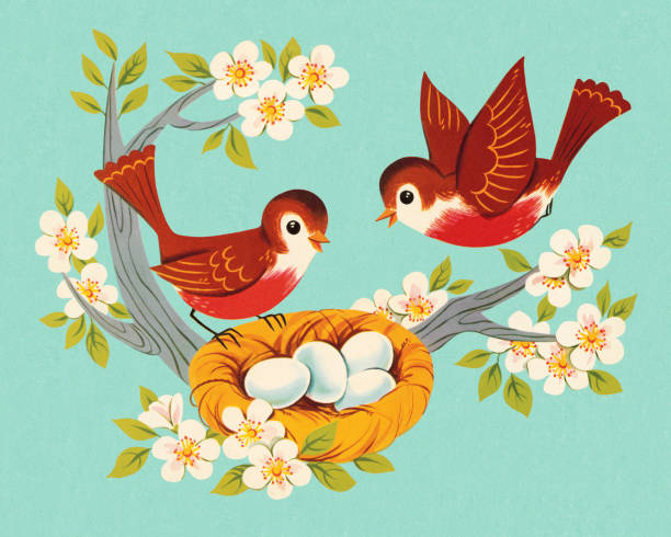 zwei robins und einem nest - color image colored background blue background animal stock-grafiken, -clipart, -cartoons und -symbole