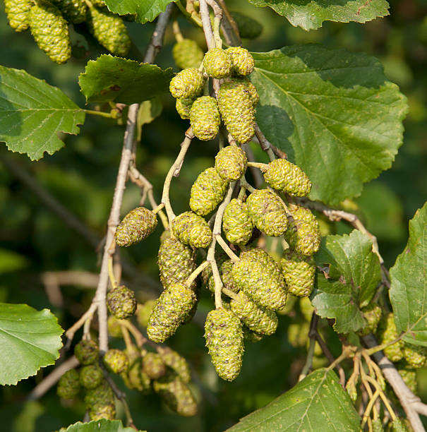 общие alder (a. glutinosa) catkins - glutinosa стоковые фото и изображения