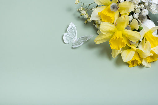 Daffodils, butterfly, easter eggs and willow on green background with copy space. Easter greeting card template