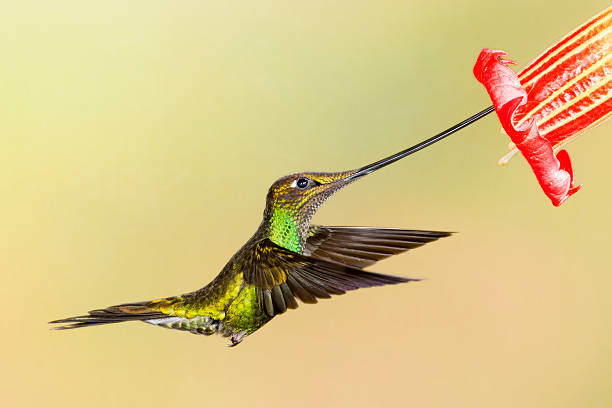 istock Male Sword-billed Hummingbird Feeding from a Flower 187036871