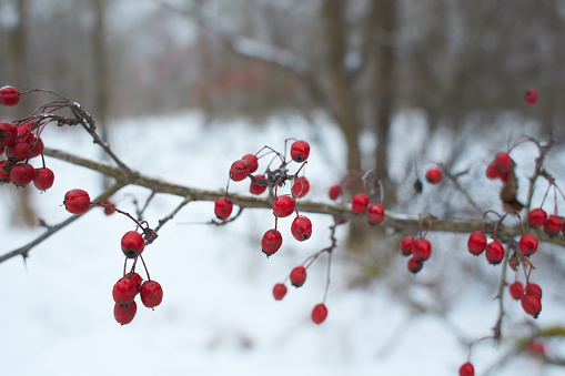 Frozen frost laden hydrangea flower, Christmas image.