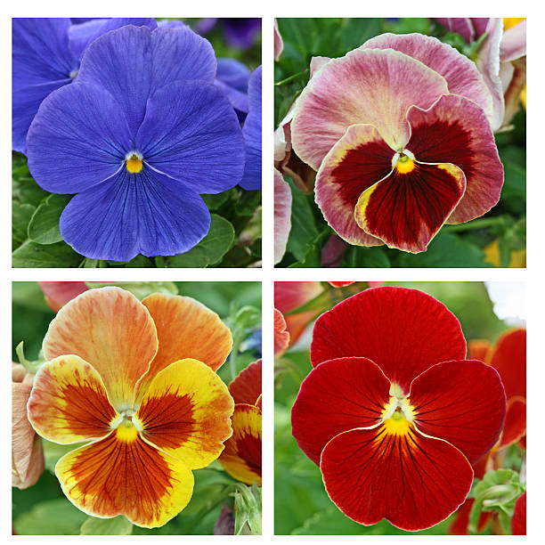 istock Collage with 4 pansy flowers 187037066