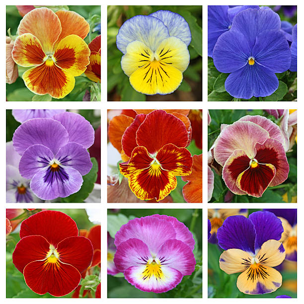 istock Collage with 9 pansy flowers 187037079