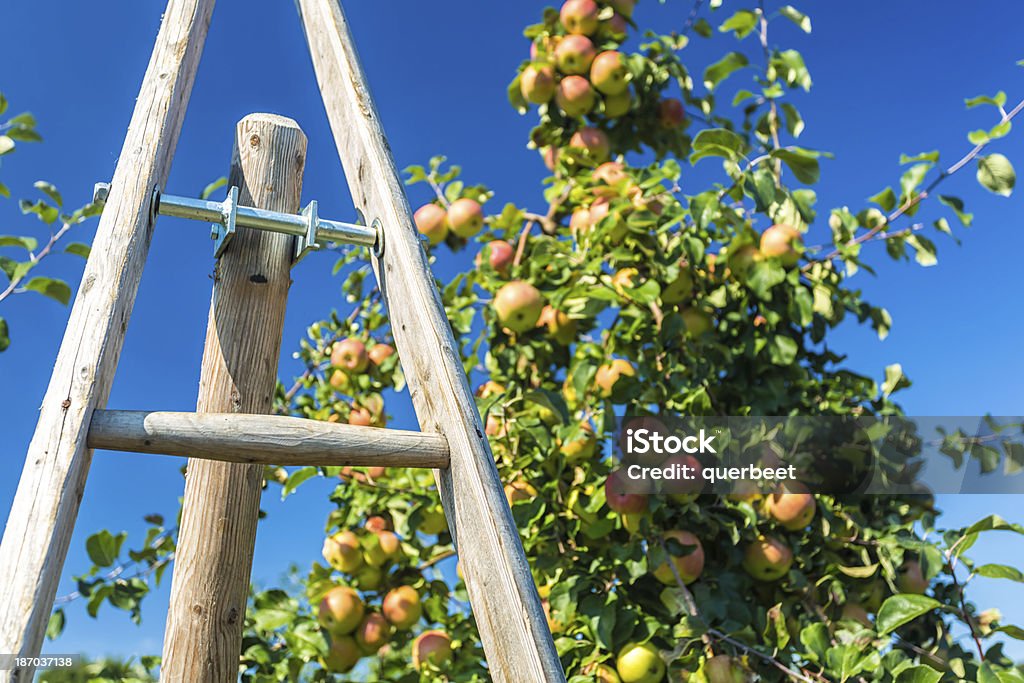 Äpfel und Leiter - Lizenzfrei Agrarbetrieb Stock-Foto