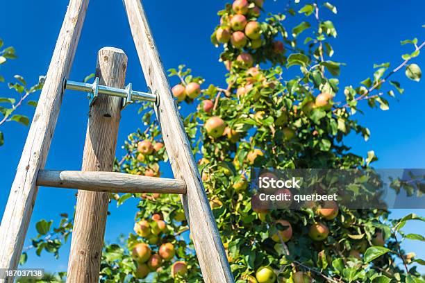 Äpfel Und Leiter Stockfoto und mehr Bilder von Agrarbetrieb - Agrarbetrieb, Apfel, Apfelbaum