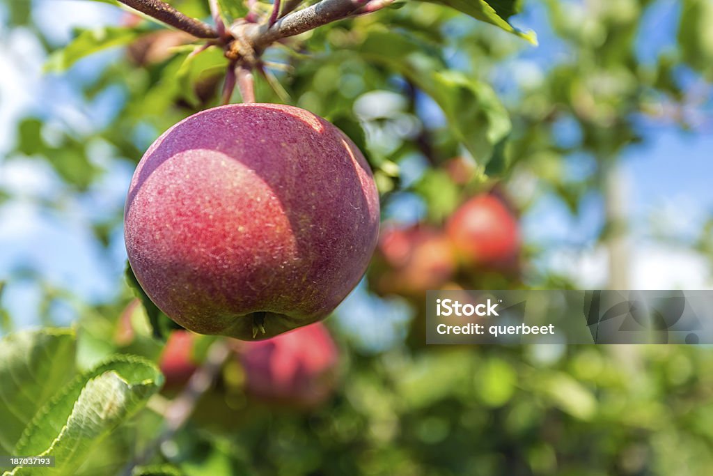 Äpfel - Lizenzfrei Apfel Stock-Foto
