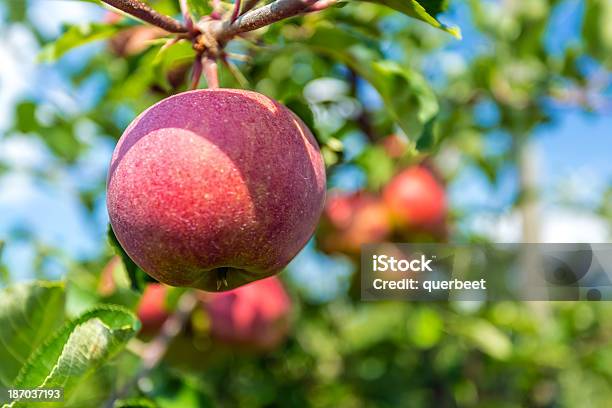 Äpfel Stockfoto und mehr Bilder von Apfel - Apfel, Apfelbaum, Bauernhaus