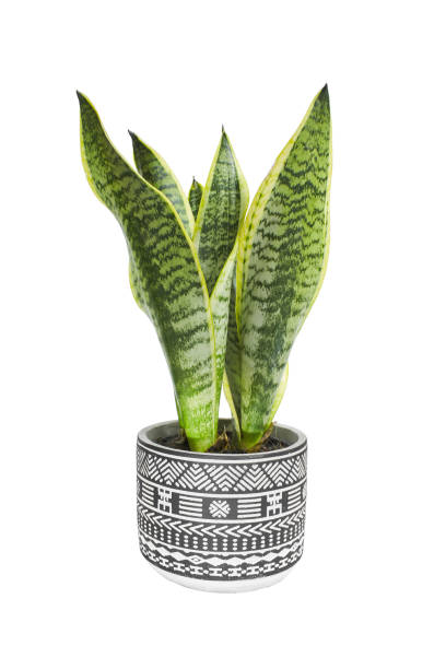 istock interior decoration, Sansevieria trifasciata 
