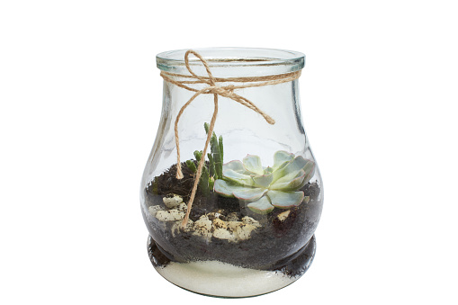 Succulent arrangement in a glass bottle (terrarium), vase isolated on white. garden inside mason jar