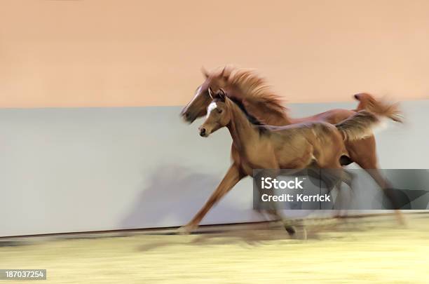 Schwenken Bewegungsunschärfepferde In Stockfoto und mehr Bilder von Aktivitäten und Sport - Aktivitäten und Sport, Araberpferd, Arabien