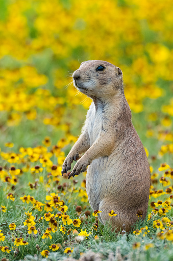 A prairie dog stands on its hind legs while another peers out of its burrow in the prairie in Badlands National Park, South Dakota.