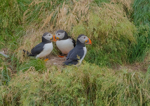 Puffins seen greeting each other outside their burrows.