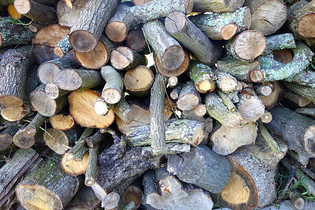 Stacked Logs stock photo