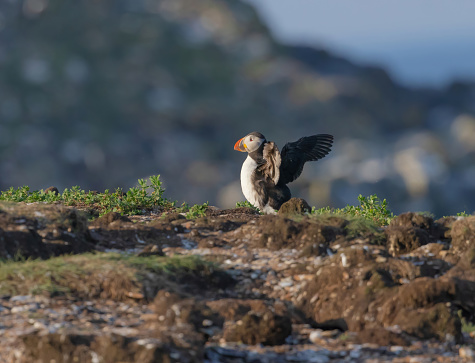 A puffin seen on a cliff and flapping its wings.