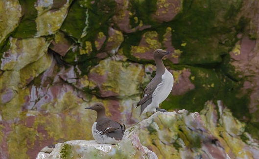 Two Common Murres perched on the colourful stones at Gull Island.