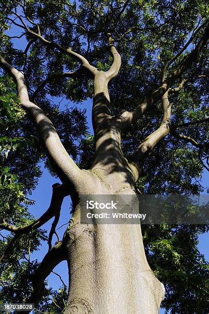 Voar Sementes Em Árvore Do Céu Em Setembro - Fotografias de stock e mais imagens de Ao Ar Livre - Ao Ar Livre, Chaves de Ácer, Cor verde